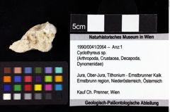 Foto (Objket + Etiketten) von Cyclothyreus sp. 